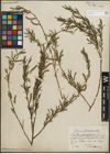 Foto von Salix purpurea L.